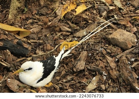white-tailed tropicbird or phaethon lepturus sitting on the ground in the Seychelles Royalty-Free Stock Photo #2243076733