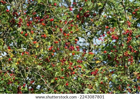 bright red fruit of the common hawthorn (Crataegus monogyna)  Royalty-Free Stock Photo #2243087801