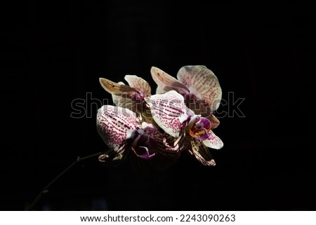 The Moon Orchid (Phalaenopsis) blooms beautifully on a black background, at Jatim Park 1 Malang