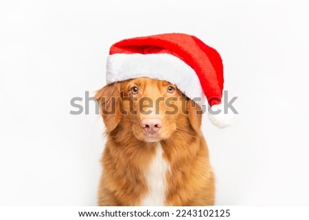 cute Toller retriever dog looking at camera and wearing a christmas hat against white background