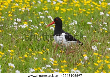 Black and white adult an oystercatcher or Haematopus ostralegus or pied oystercatcher in alert and nearly alarming position standing with uplifted head in tall green grass with flowers of ranunculus