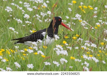 Full picture of black and white adult Haematopus ostralegus or pied oystercatcher foraging and looking for food in tall green grass with flowers of ranunculus acris and cardamine pratensis