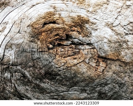 old wood texture with annual rings and cracks. wooden background