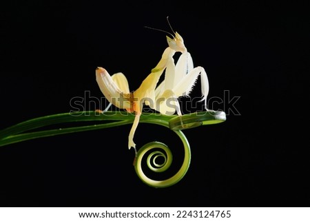 Orchid mantis on circular leaves