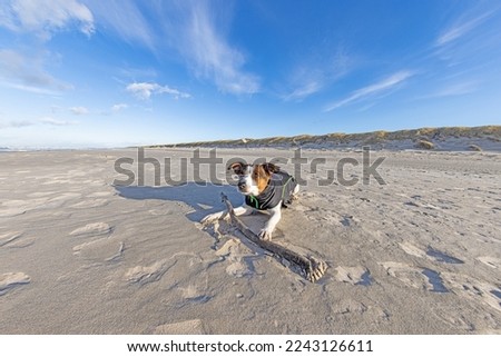 Picture of a dog on the beach during the day in winter