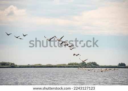 Wild birds in the Danube Delta, Romania