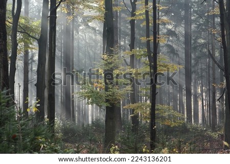 Moody dark forest in Hilversum the Netherlands! 