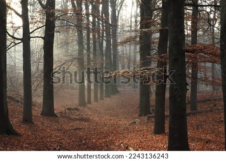 Moody dark forest in Hilversum the Netherlands! 