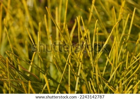 art abstract autumn background or late summer background with yellow grass