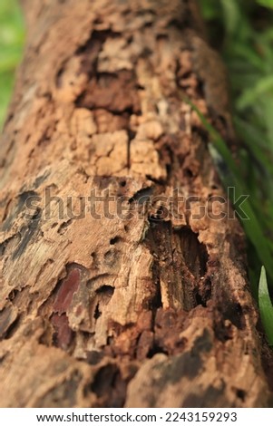 Macro photo of weathered logs with clear bark