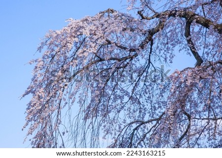 Beautiful cherry blossoms in full bloom