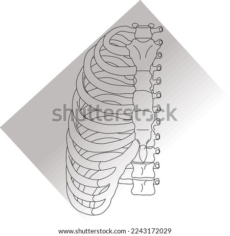 Vector medical illustration of human rib cage isolated on white background, front view Royalty-Free Stock Photo #2243172029