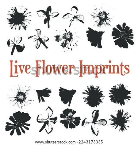 Set with the group of live flower imprints. Real live flower heads. Scanned flower herbarium. Set with calendula, lilac, chrysanthemum, and chicory textured flower heads. Royalty-Free Stock Photo #2243173035