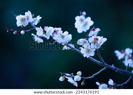 Plum Blossoms Blooming Beautifully Tottori Prefecture Tottori Park