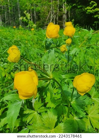 Wild yellow peony on the green background