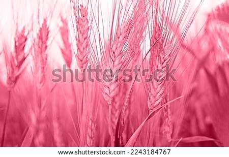 Viva magenta monochrome palette color. Closeup of unripe grain field of wheat in rays of sunset. Organic natural grains concept, soft focus