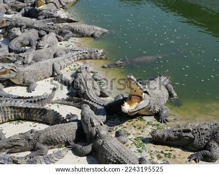 This behavior is a way for the crocodile to release the heat from its body. It's similar to a dog panting to cool down. Crocodilians have evolved to maximize heat gain and minimize water loss. Royalty-Free Stock Photo #2243195525