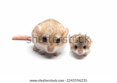 Gerbil fat tail family on isolated background, Cute Garbil fat tail closeup on white background