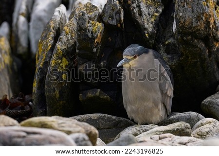 Black-crowned Night-heron (Nycticorax nycticorax falklandicus) on the coast of Carcass Island in the Falkland Islands.