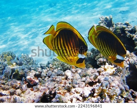 Red Sea raccoon butterflyfish -  (Chaetodon fasciatus) Royalty-Free Stock Photo #2243196841