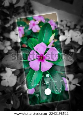 A Beauty of flower.this is an edited picture 
