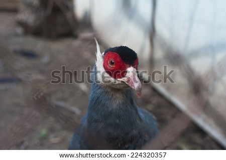 Single eating pheasant bird photo