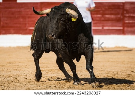 Spanish brave bull with many horns running in a bullring