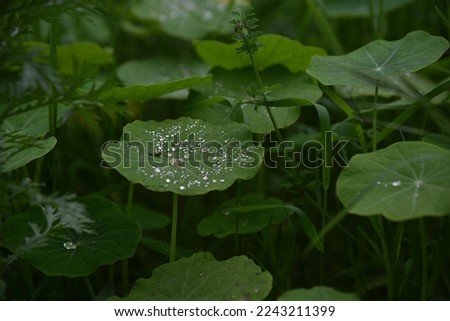 A little drops in the green garden