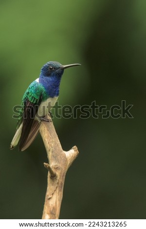 White-necked jacobin 
(Florisuga mellivora) 

Photo taken in the botanical garden of Quindío. Colorful hummingbird of the andes.