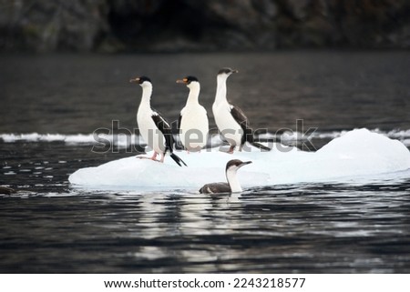 Blue eyed shags on an ice floe in Antarctica Royalty-Free Stock Photo #2243218577