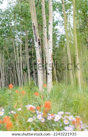 Wildflowers in a forest full of aspen trees Royalty-Free Stock Photo #2243221935