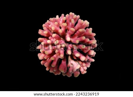 Stylophora is a genus of colonial stony corals in the family Pocilloporidae Royalty-Free Stock Photo #2243236919