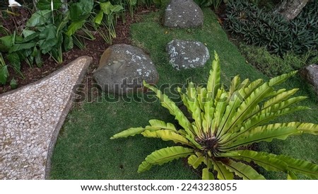 Beauty ornament plant flower in the public park with arranged stone and grass