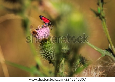 photographed a butterfly in the forest, near the village
