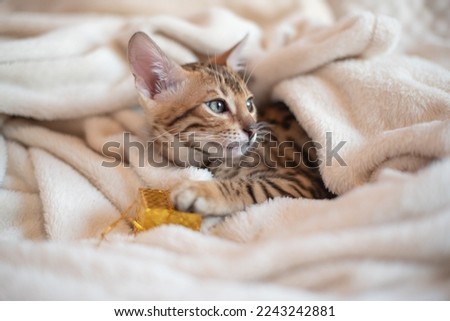 Portrait of bengal kitten  with present box covered in white blanket, holidays banner 