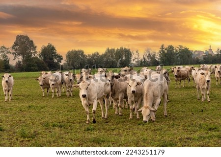 Fassona breed cows grazing on the countryside of the Italian Po valley at sunset with colorful cloudy sky in Fossano, province of Cuneo, Piedmont, Italy Royalty-Free Stock Photo #2243251179