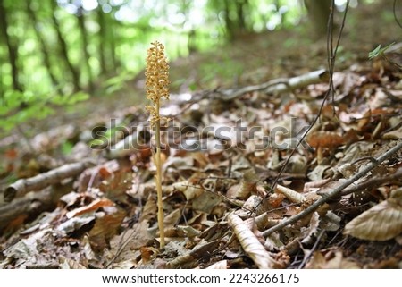 Bird's-nest Orchid (Neottia nidus-avis), heterotrophic orchid Royalty-Free Stock Photo #2243266175