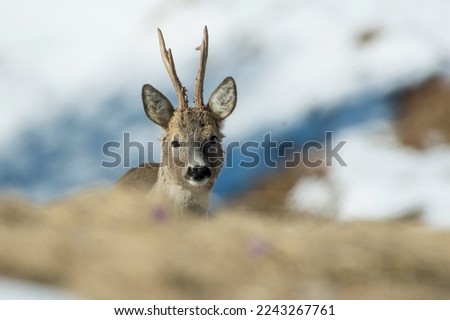Adorable wild male roe deer or roebuck (Capreolus capreolus) emerging from a snowy alpine meadow in winter time against snowy slope in the background, Italian Alps, Piedmont.