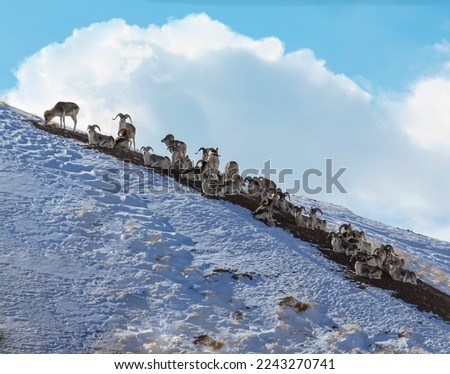 Young male Marco Polo sheep graze and lie on the slope of mountain range. Wild mountain sheep or argali are resting on snow-covered slope.  Royalty-Free Stock Photo #2243270741