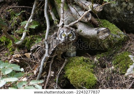 A picture from a very rare  owl (Raufußkautz)