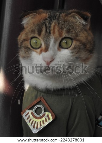 Cat with big green cats eyes. Adorable cat withe nice eyes, wearing clothes over white background, white background,nice eyes,cat withe,adorable 