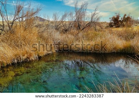 Spring in the oasis Ash Meadows National Wildlife Refuge, in the Mojave Desert near Pahrump, Nevada, one of the few places where the endangered pupfish (Cyprinodon nevadensis mionectes) live.
