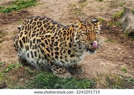 Amur Leopard sitting down with its tongue out