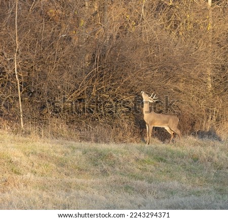 Bucks in a field near Jefferson Barracks park