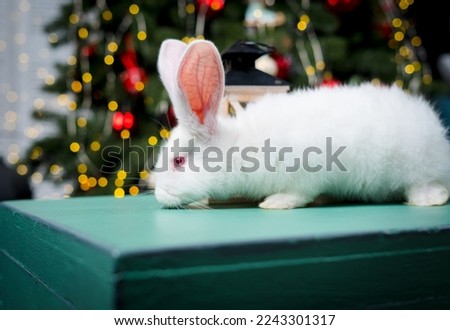 Cute white rabbit with big ears on christmas bokeh background