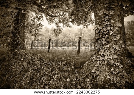 A midsummer landscape photograph featured two old trees and their vines, with a view between them of a sunlit meadow in the Cades Cove section of the Great Smoky Mountains National Park,  Sepia photo.