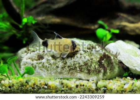 Corydoras panda in freshwater aquarium tank