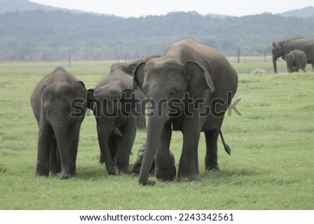 The Great gathering in Sri Lanka. Elephants of Kadulla National Park, Sri Lanka. Visit Sri Lanka. 