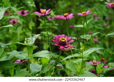 close-up of blooming zinnia flowers in the garden