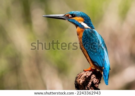 Photography of Kingfisher Bird in Nature